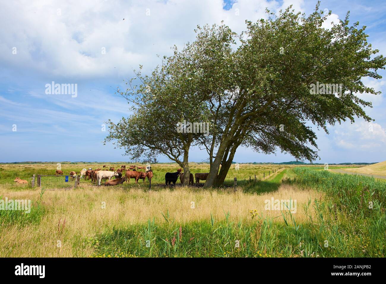 Landschaft mit einer windgepeitschten Birke und einer Herde von Kühen in einem grasigen Feld Stockfoto