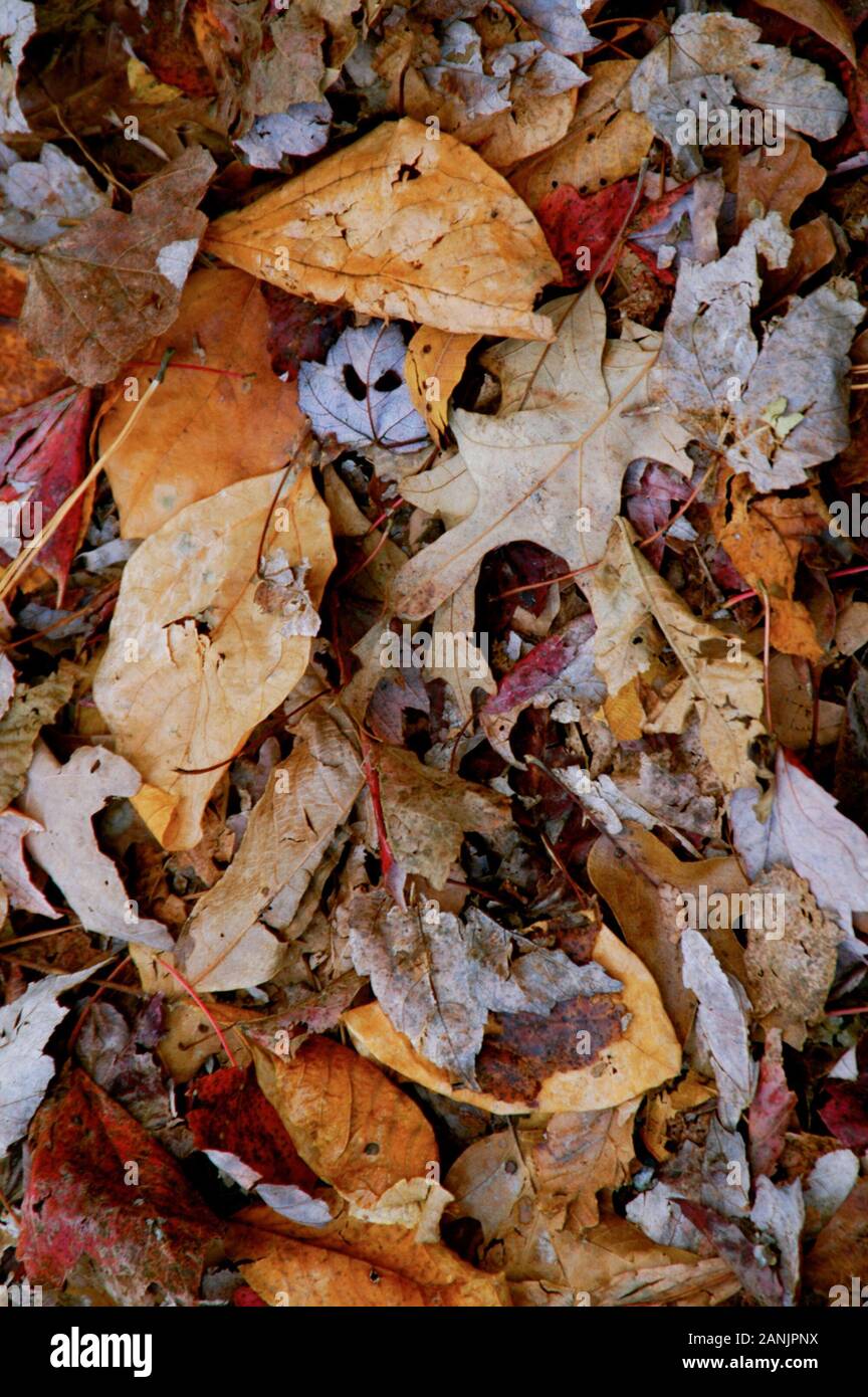 Herbst Blatt auf waldboden Montage von rot, gelb, orange und braune Blätter große fr Hintergrund Stockfoto