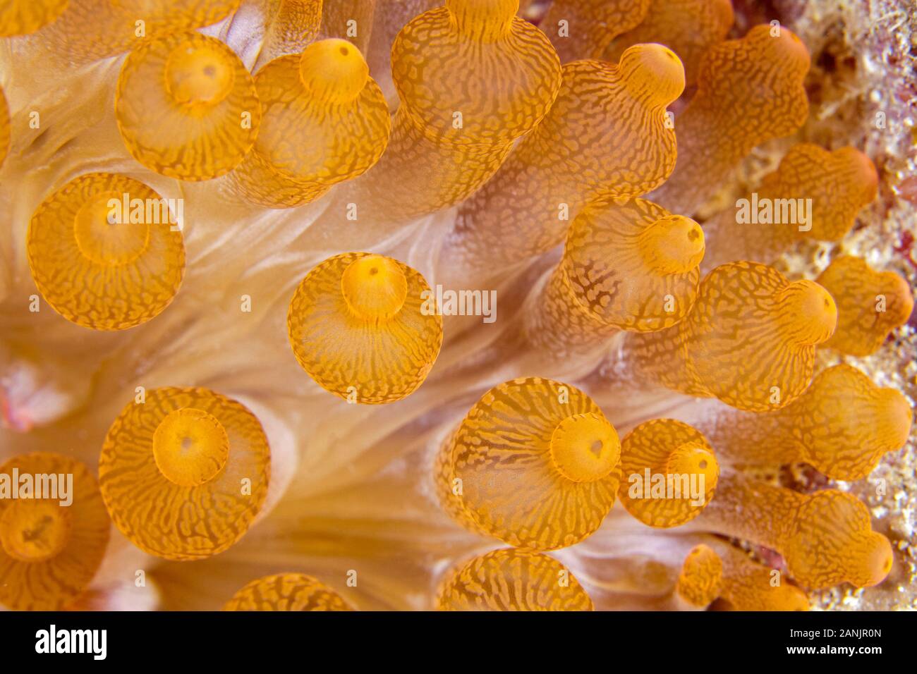 Detail der Glühbirne Tentakeln der Bubble-tipp Seeanemone, Entacmaea quadricolor, Malediven, Indischer Ozean Stockfoto