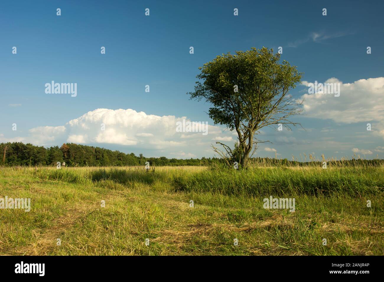 Lonely sommergrüne Baum auf der Wiese, weiße Wolken und blauer Himmel Stockfoto