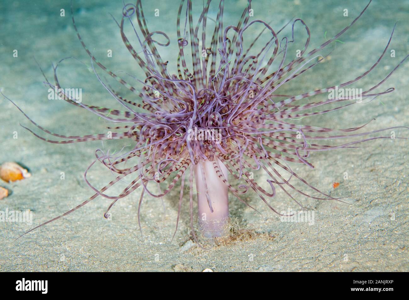 Zylinder Anemone oder farbige tube Anemone, Bispira membranaceus, Mitigliano Höhle, Punta Campanella Marine Reserve, Massa Lubrense, Sorrento Peninsu Stockfoto