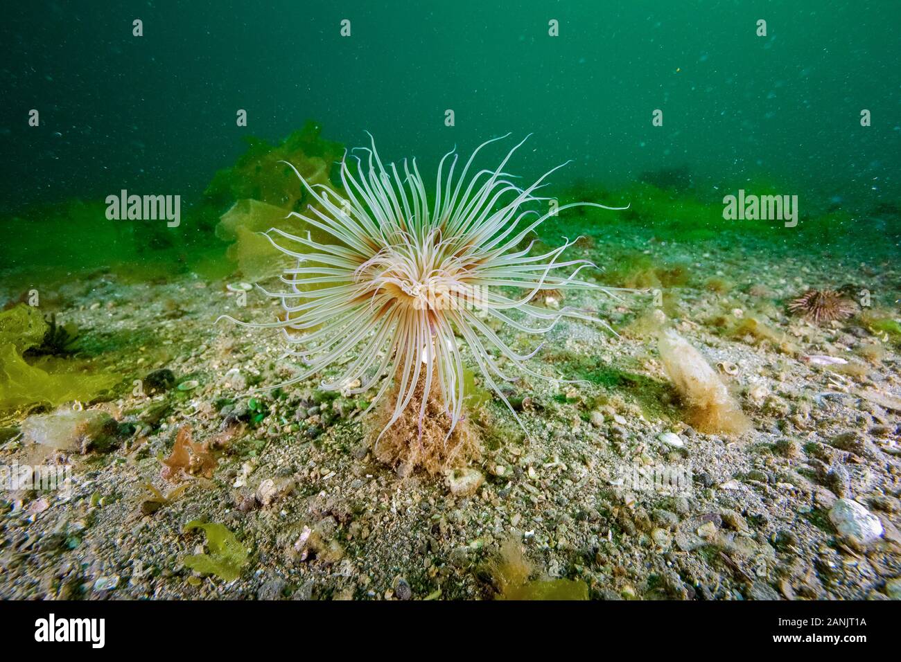 Tube Anemone, UNESCO Weltnaturerbe, Puerto Piramides, Golfo Nuevo, Halbinsel Valdes, Chubut, Patagonien, Argentinien, Atlantik Stockfoto