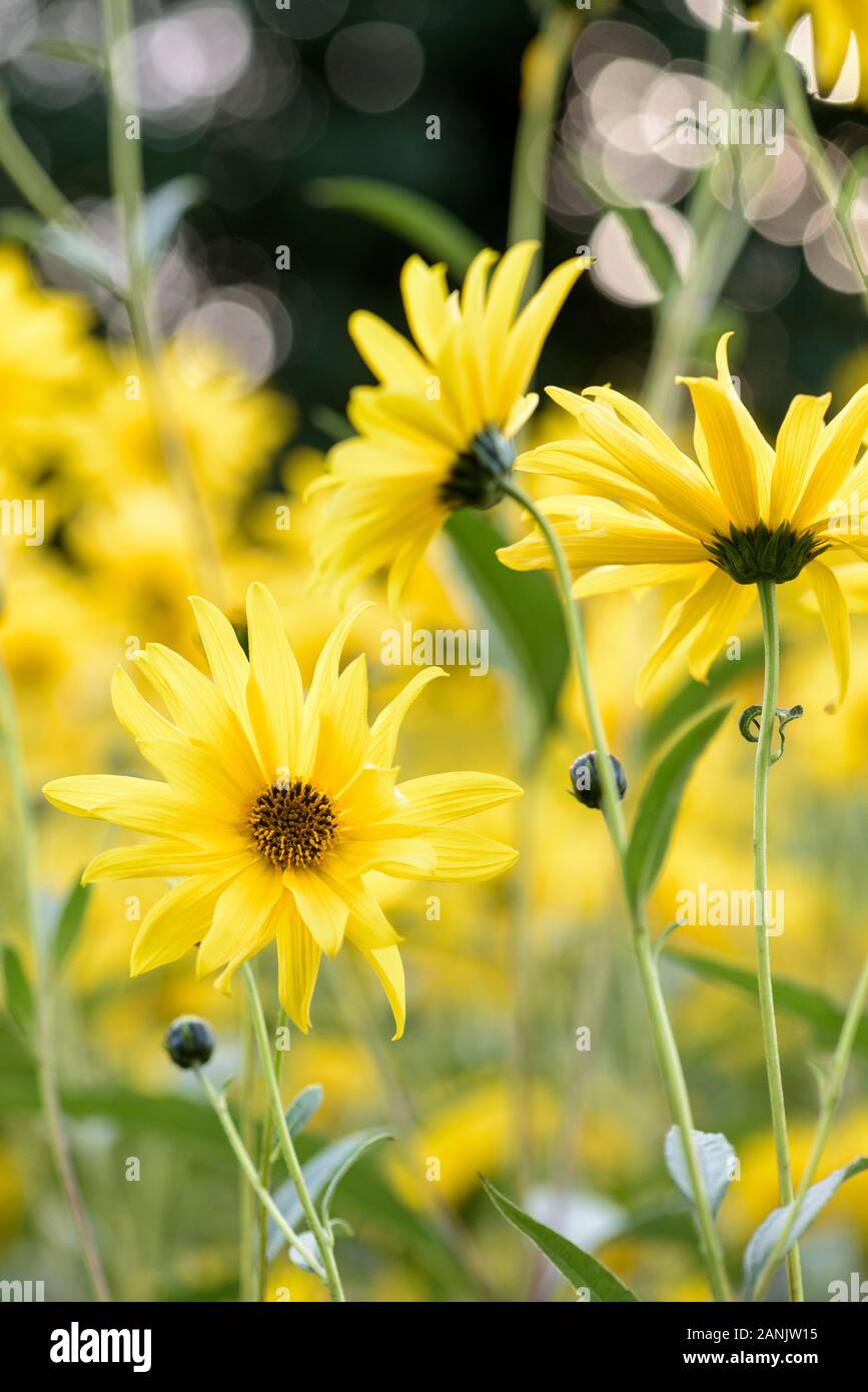Close-up von Helianthus x gelb Blumen laetiflorus 'Lemon Queen'. Sonnenblume 'Lemon Queen', Stockfoto