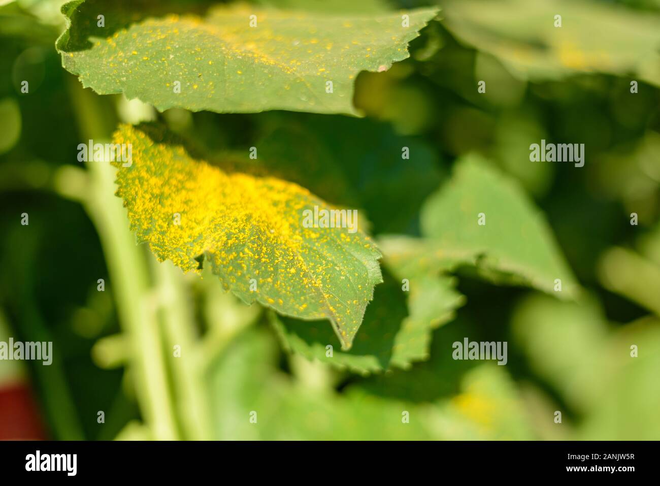 Pollen von Sonnenblumen auf grünem Blatt Stockfoto