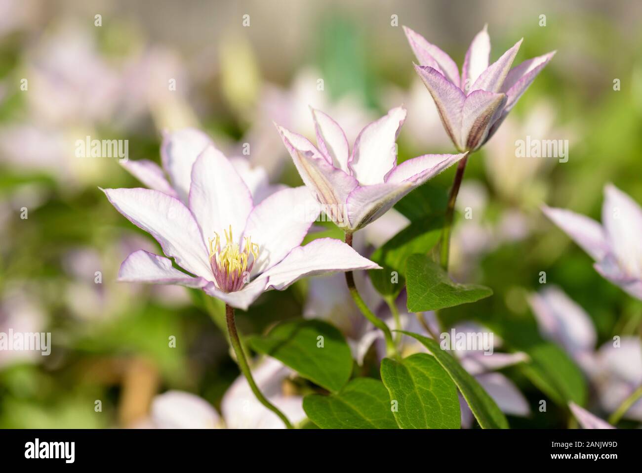 Blass rosa Blüten mit magenta Margen von amaritan Clematis von Jo' (Evipo075) Stockfoto