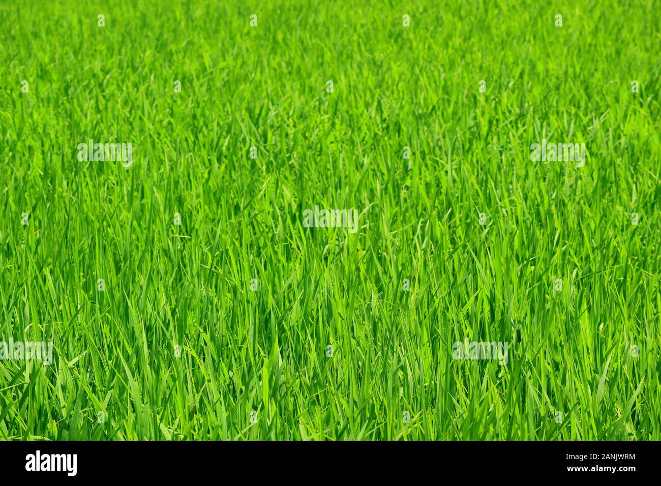 Wachsende junge Reispflanzen im Reisfeld mit selektiven Fokus Stockfoto