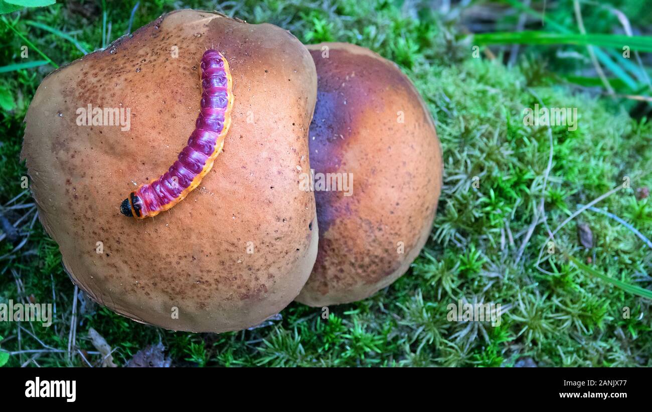 Caterpillar kriechen auf eine große Pilze Steinpilze. Gemeinsame Ingwergewächse (Coccus coccus) - Pest; Holz zerstörenden Insekten Stockfoto