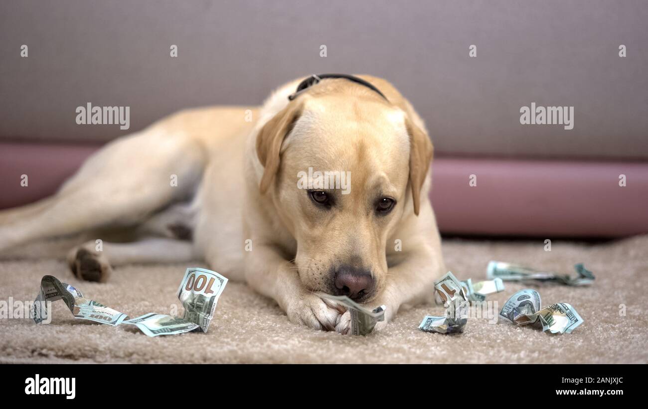 Naughty reinrassigen Hund kauen Dollar Banknoten, Mangel an Haustier Disziplin Stockfoto