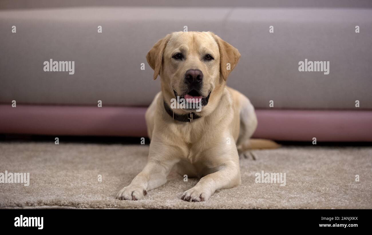 Wunderschöne reinrassige Labrador Retriever Hund liegend auf dem Teppich, Warten auf Besitzer Stockfoto