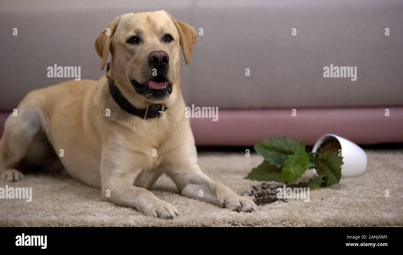 Pet Fehlverhalten, lustige Labrador Retriever Hund in der Nähe von Broken Topfpflanze liegen Stockfoto
