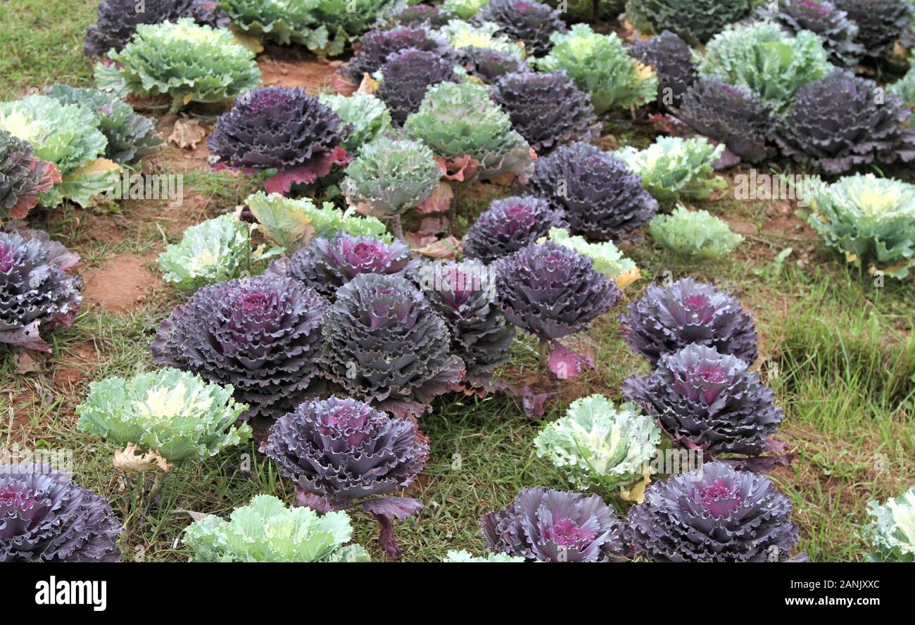 Hintergrund von violettem und grünem Zierkohl, Zierkohl Pflanzen Stockfoto