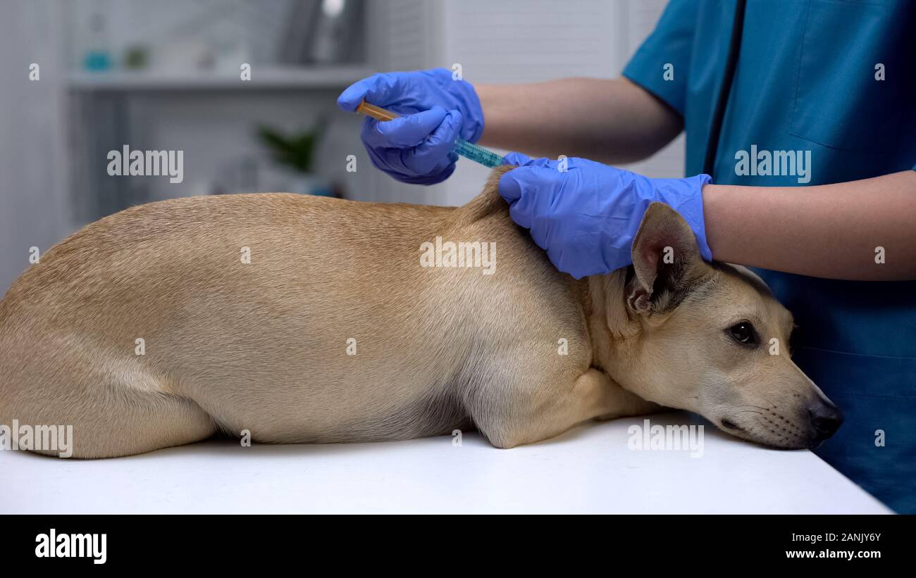 Professionelle Tierarzt Arzt Injektion Hund Impfstoff, jährliche pet-Verfahren, Gesundheitswesen Stockfoto