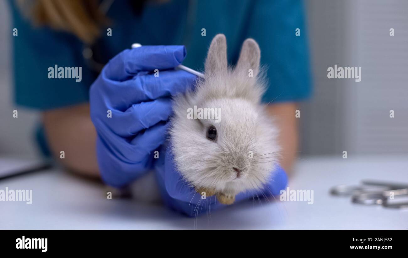 Krankenschwester Reinigung Kaninchen Ohr mit Wattestäbchen, Routine pet Care, hygienische Verfahren Stockfoto