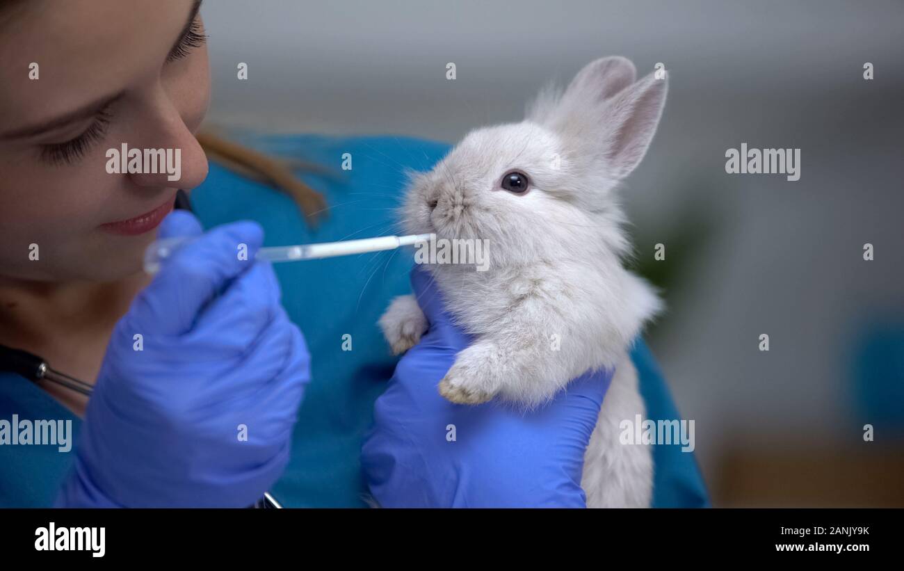 Tierarzt geben Kaninchen Medikamente mit Pipette, Antibiotika oder anthelminthikum Drogen Stockfoto