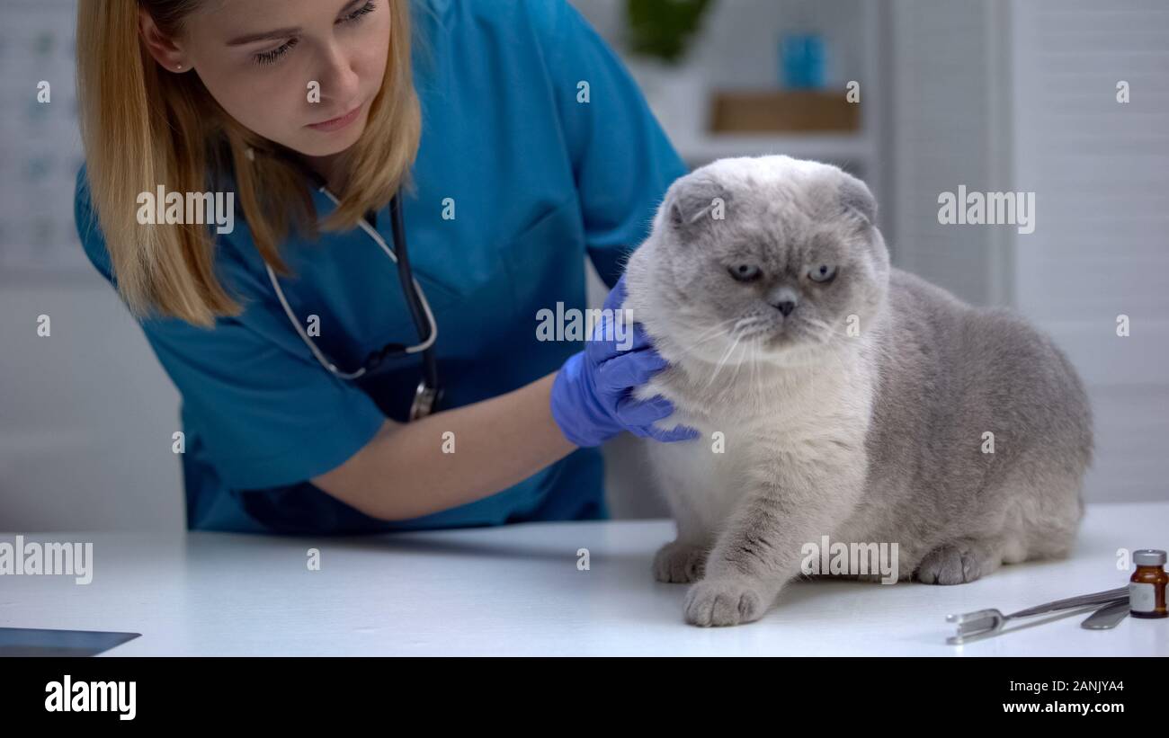 Vet streicheln ängstliche Katze am Tisch, wellness Prüfung stressig für Haustiere Stockfoto