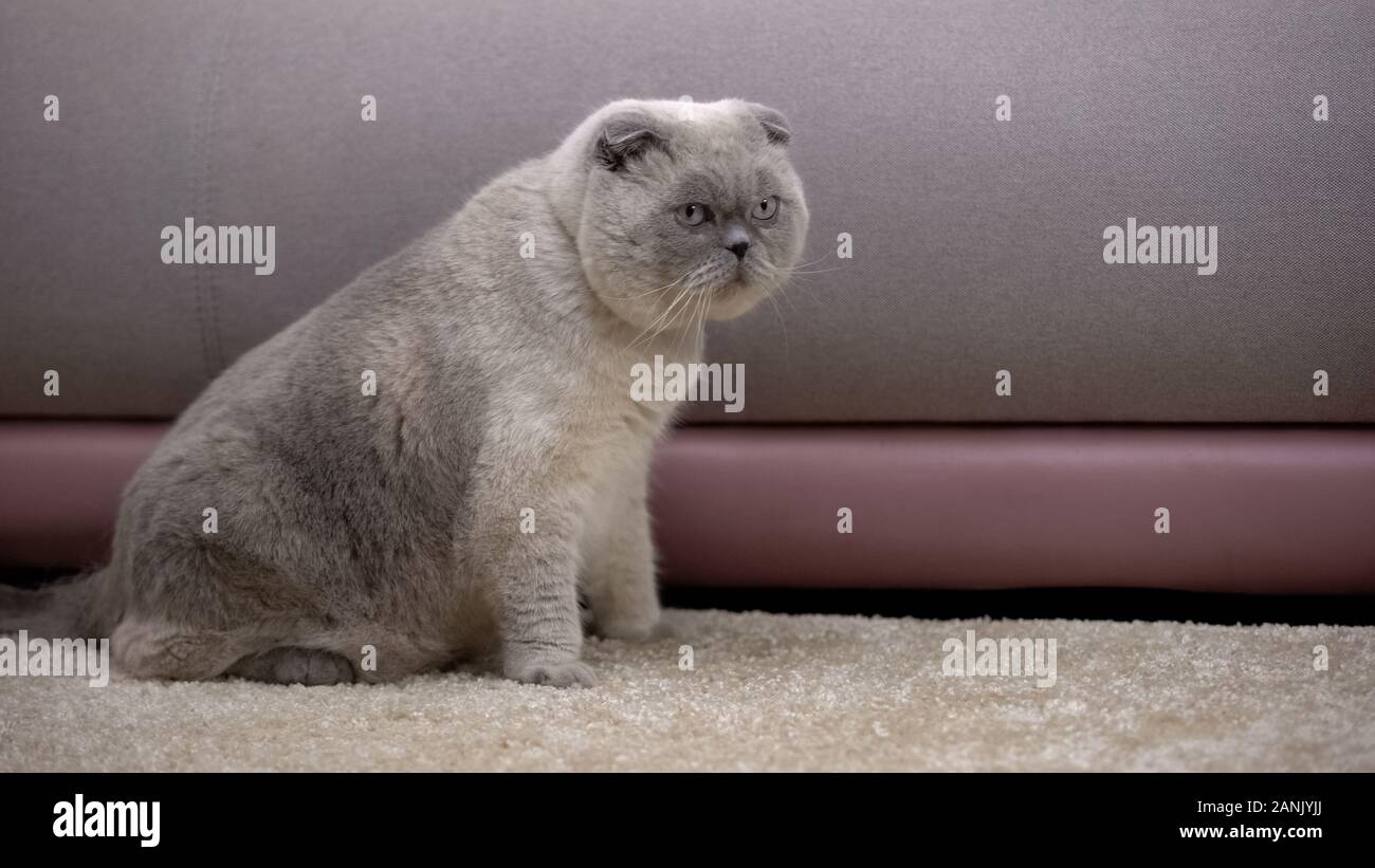 Cute fat Scottish Fold Katze sitzt im Bus, Flohmarkt wasserabweisenden Schutz zu Hause Stockfoto