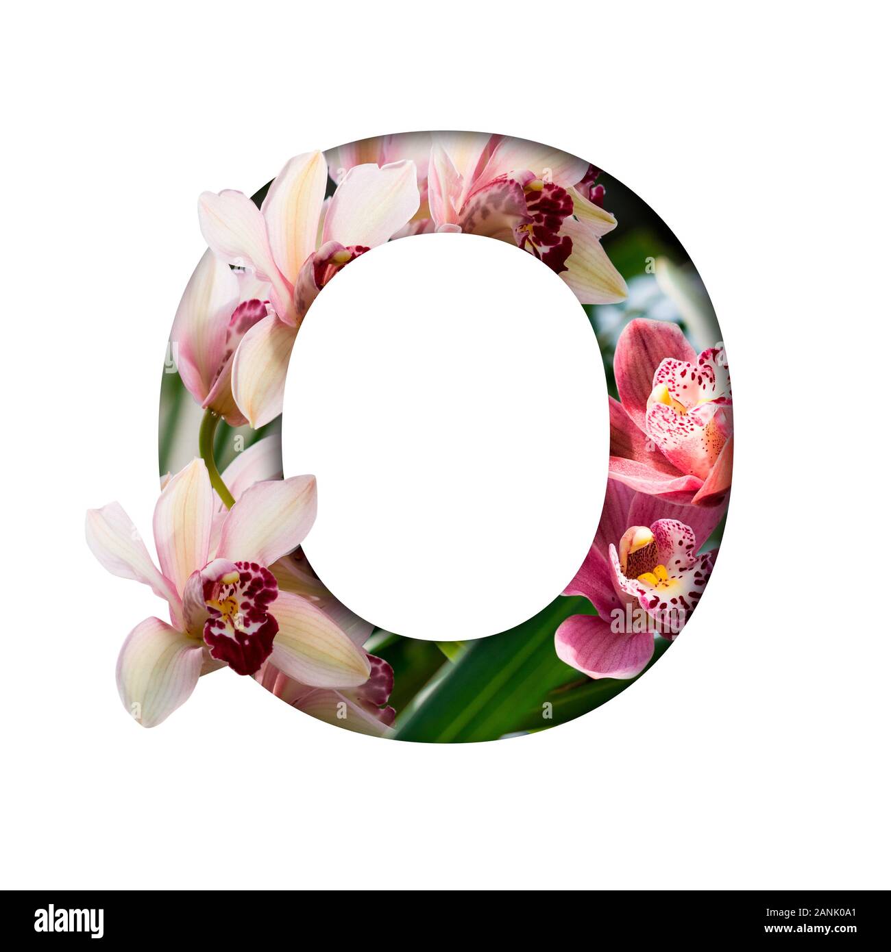 Blume Font. Buchstabe O von natürlichen Blumen gemacht. Zusammensetzung der wunderschöne Orchideen. Text in Form von tropischen Pflanzen Stockfoto