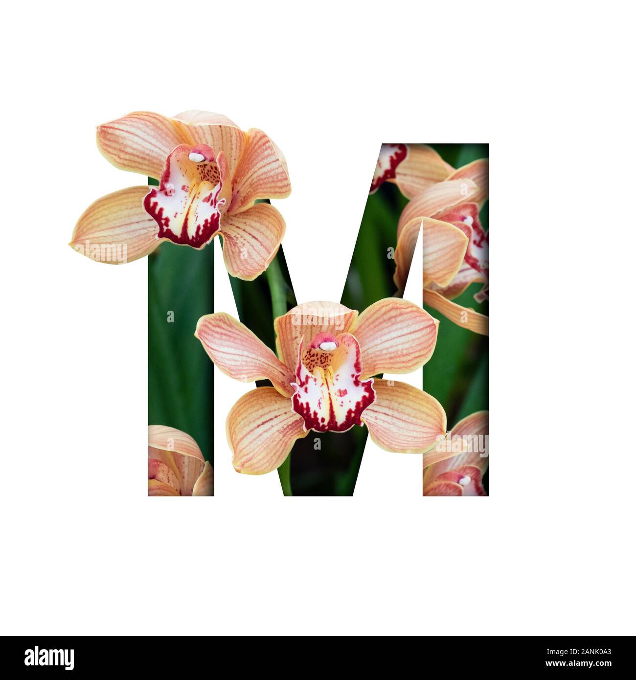 Blume Font. Buchstabe M aus natürlichen Blumen. Zusammensetzung der wunderschöne Orchideen. Text in Form von tropischen Pflanzen Stockfoto