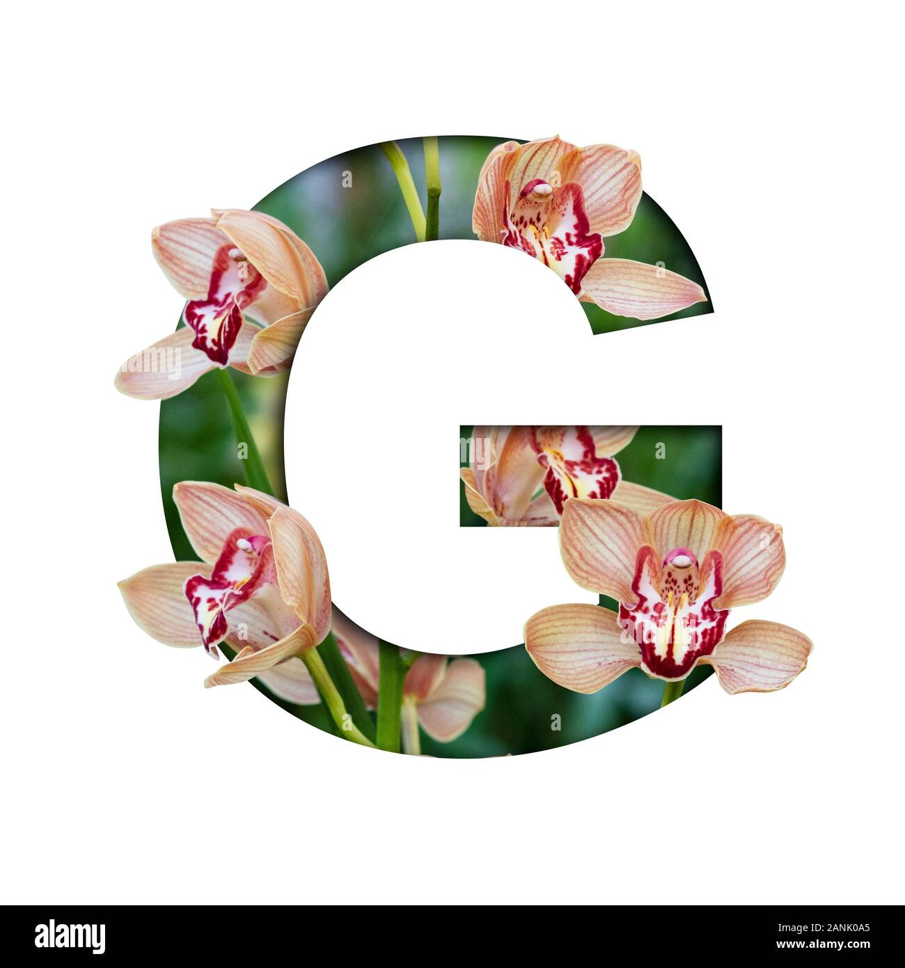 Blume Font. Buchstabe G aus natürlichen Blumen. Zusammensetzung der wunderschöne Orchideen. Text in Form von tropischen Pflanzen Stockfoto