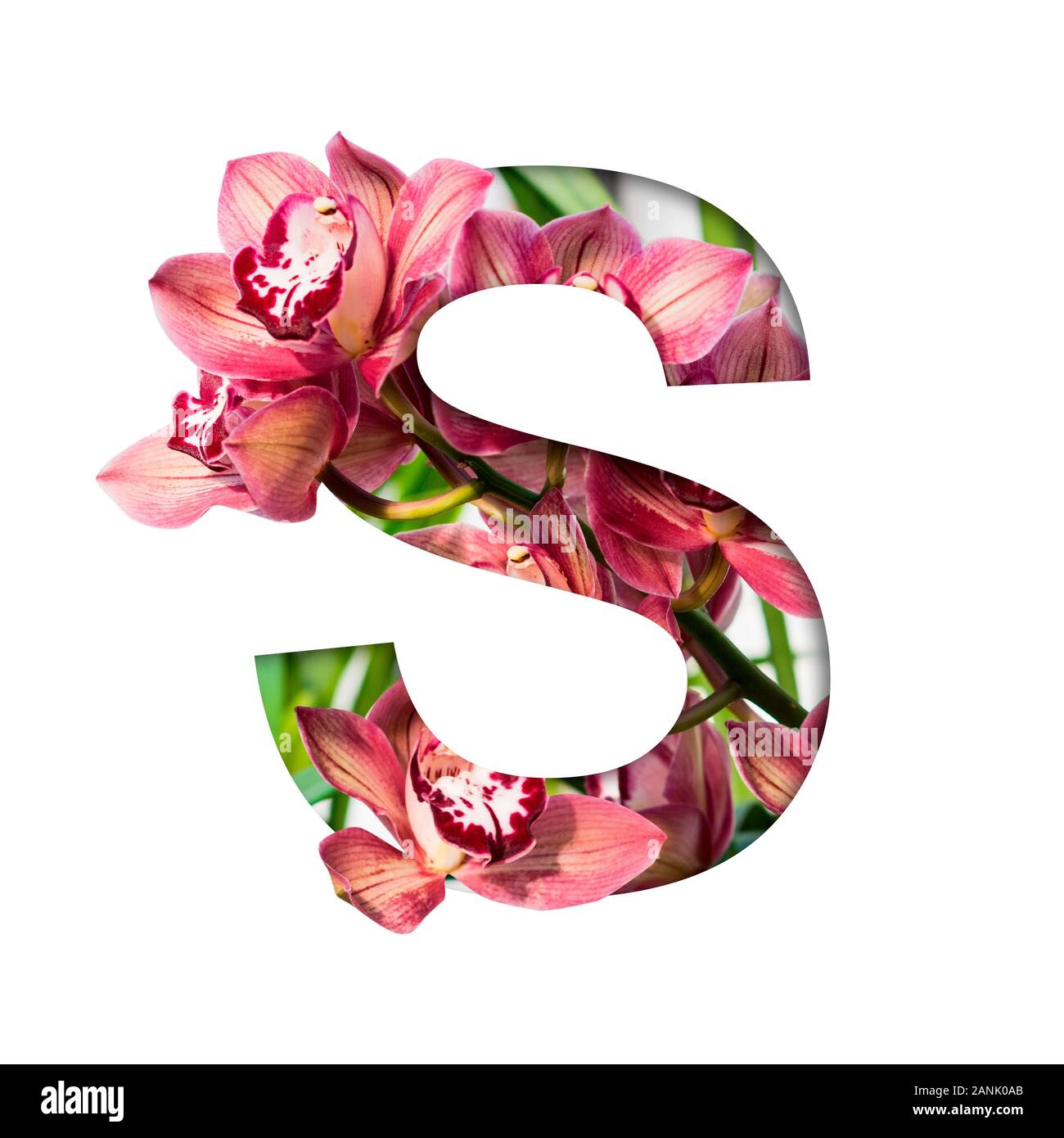 Blume Font. Buchstabe S aus natürlichen Blumen. Zusammensetzung der wunderschöne Orchideen. Text in Form von tropischen Pflanzen Stockfoto