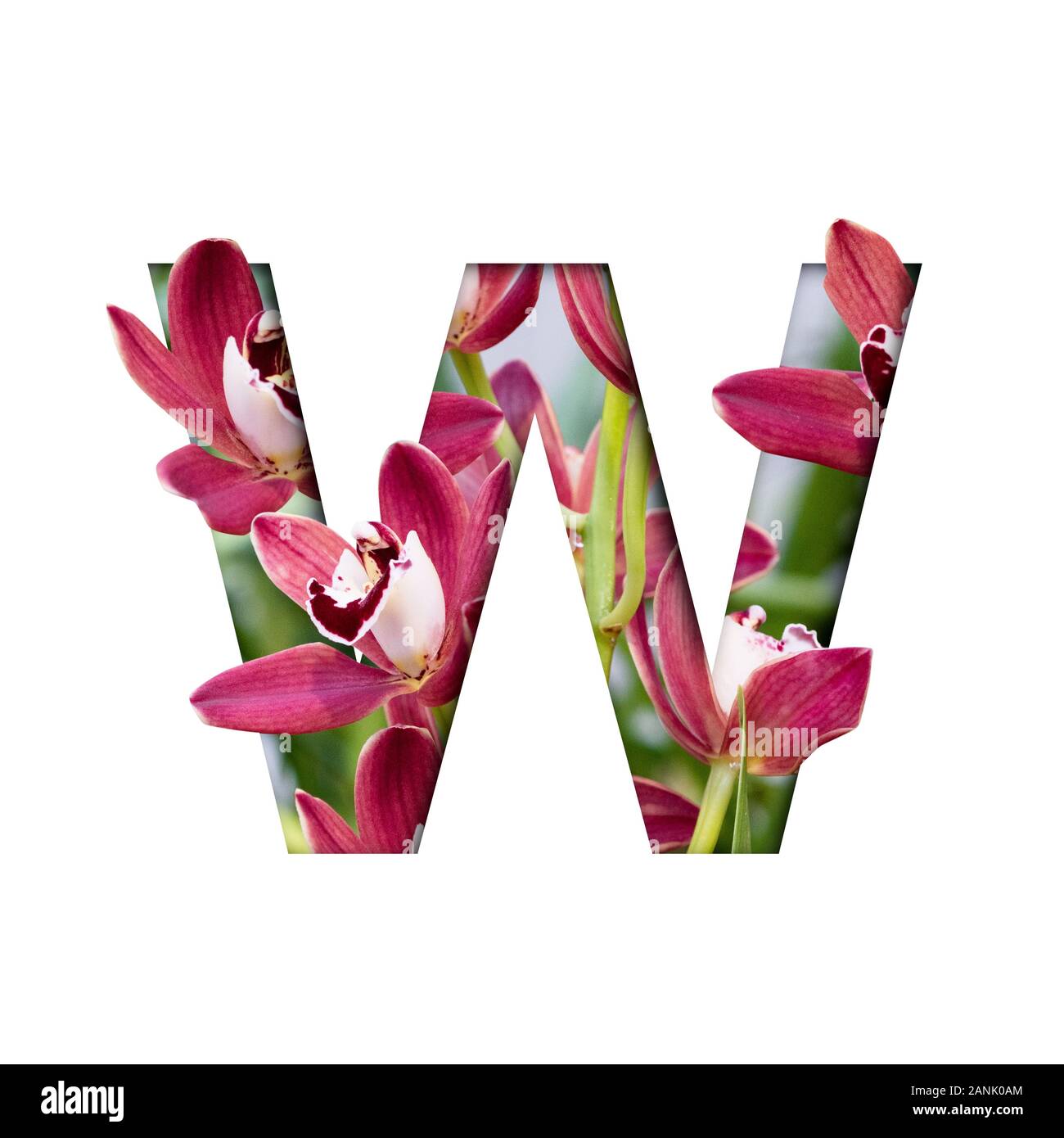 Blume Font. Buchstabe W aus natürlichen Blumen. Zusammensetzung der wunderschöne Orchideen. Text in Form von tropischen Pflanzen Stockfoto