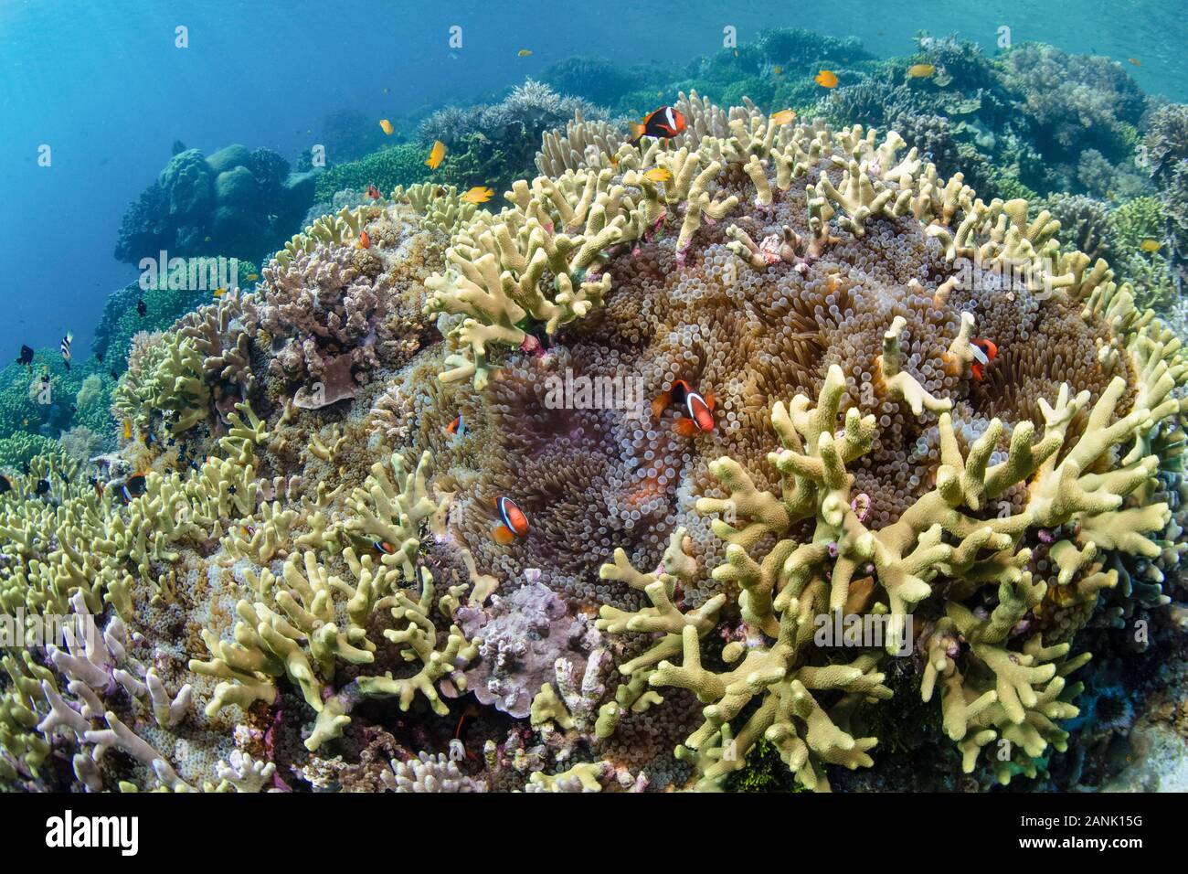Tomate Clownfisch, Amphiprion frenatus, harte Korallen und Anemonen gedeihen auf ein flaches Riff in Wakatobi National Park, Indonesien Stockfoto