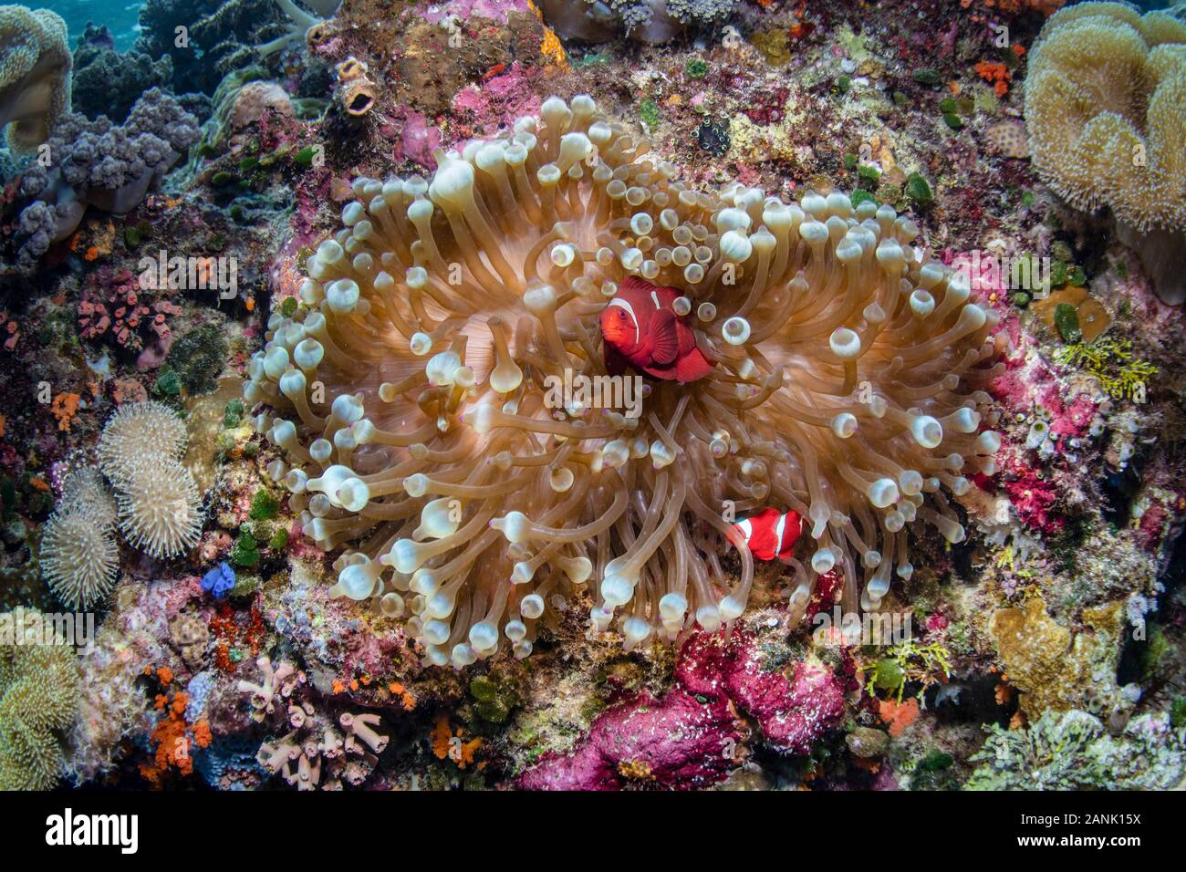 Ein paar Spinecheek Anemonenfischen, Premnas biaculeatus, Schwimmen über ihre schönen host Anemone in Wakatobi National Park, Indonesien, Indopazifik Ocea Stockfoto