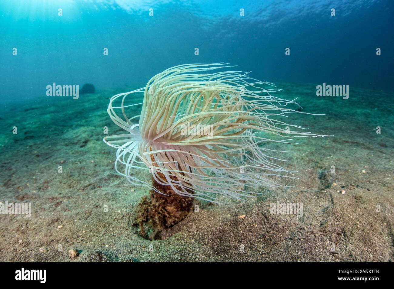In der Nähe der Insel Alor, Indonesien, Indo-Pazifischen Ozean, eine Tube Anemone nutzt seine langen, wispy Tentakeln planktonischen Raub aus der aktuellen sw-zu erfassen Stockfoto