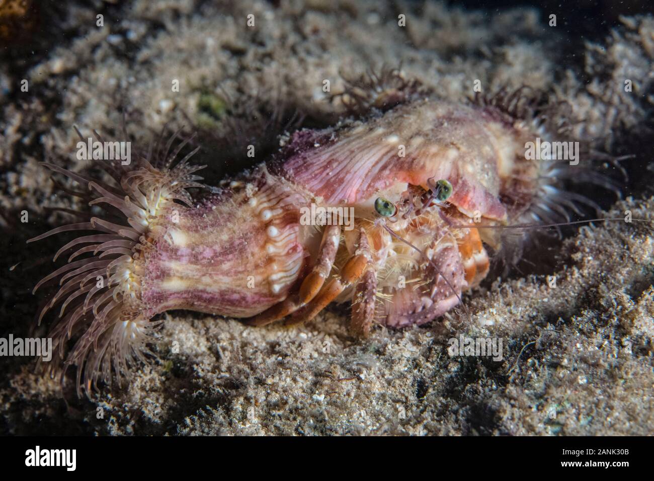Anemone Hermit Crab, Dardanus pedunculatus, kriecht über den Meeresboden in der Nacht in Wakatobi National Park, Indonesien, Indo-Pazifischen Ozean Stockfoto