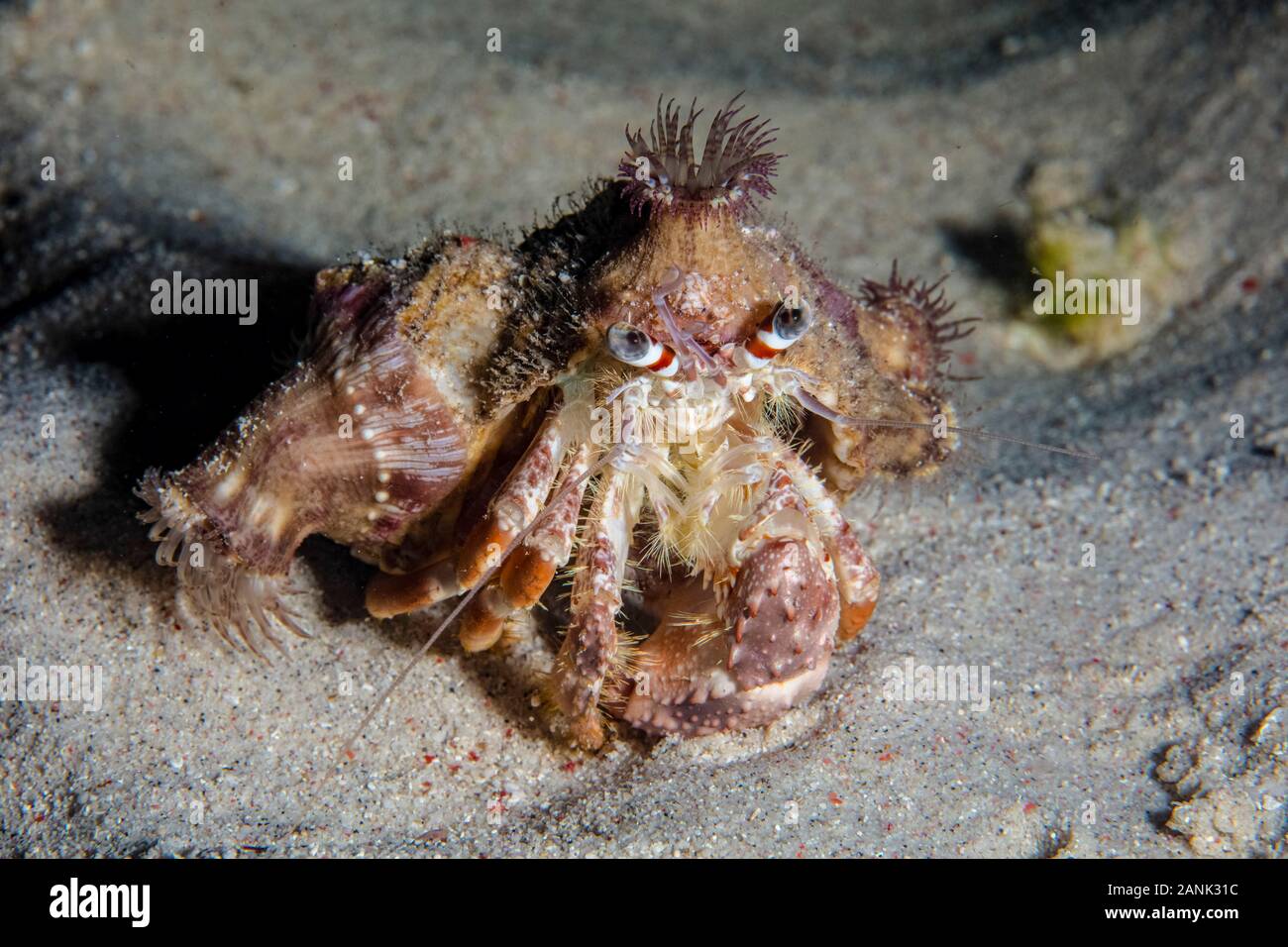 Anemone Hermit Crab, Dardanus pedunculatus, kriecht auf einem sandigen Meeresboden in der Nacht in der Nähe von Alor, Indonesien, Indo-Pazifischen Ozean Stockfoto