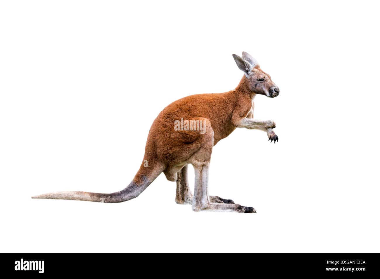 Rote Känguru (Macropus rufus) männlich, in Australien vor weißem Hintergrund Stockfoto