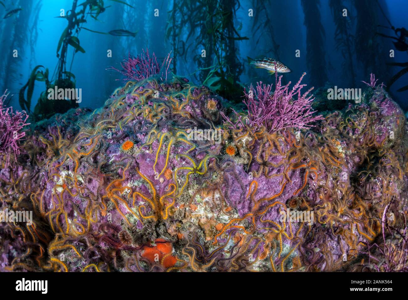 Bunte brittlestars klammern sich an den felsigen Boden eines Kelp Forest von der Santa Barbara Insel, Channel Islands National Park, Kalifornien, USA, Pacific Stockfoto