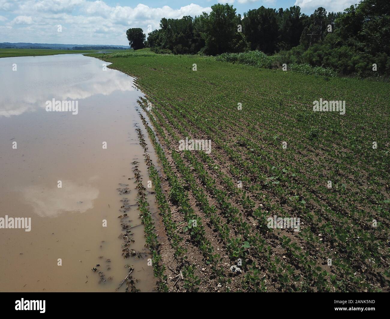 Drone Antenne Soyabohnefeld überflutet Ohio River Indiana Stockfoto