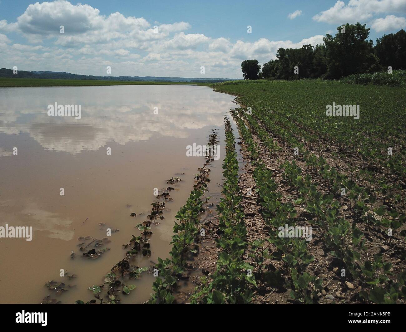 Drone Antenne Soyabohnefeld überflutet Ohio River Indiana Stockfoto