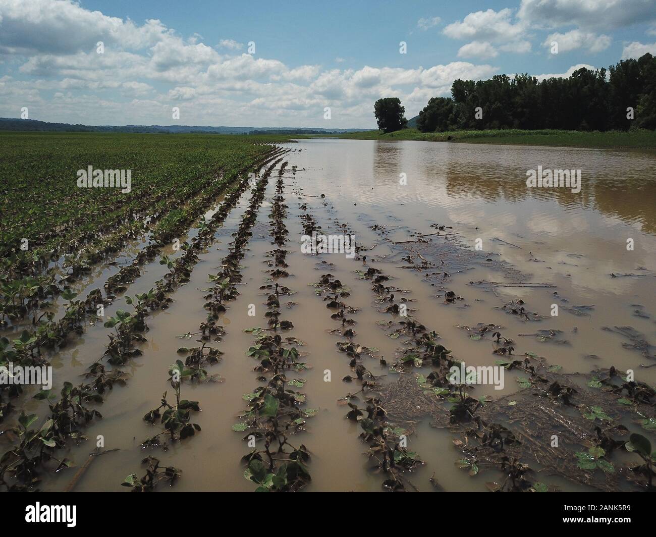 Drone Antenne Soyabohnefeld überflutet Ohio River Indiana Stockfoto