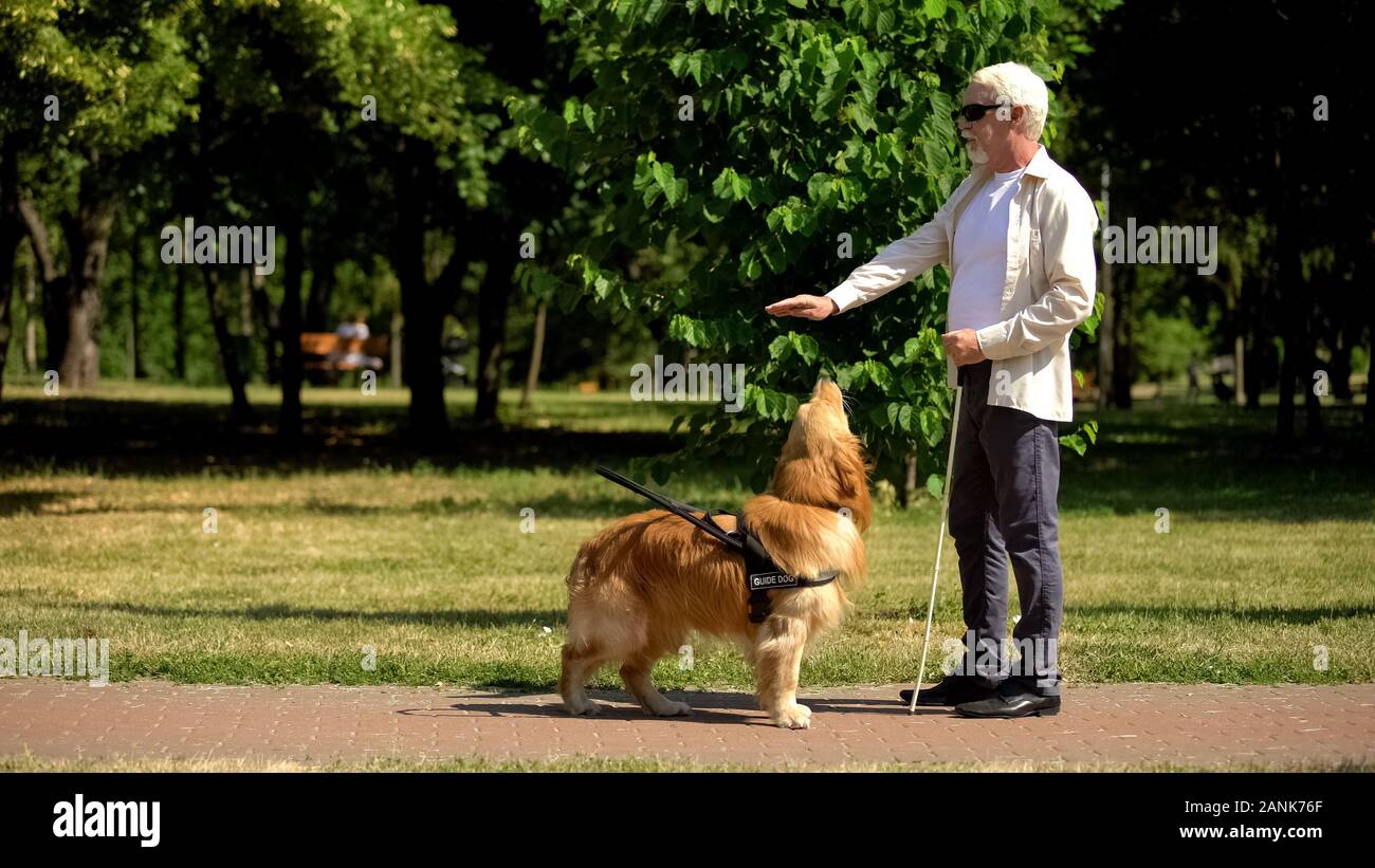 Sehbehinderten Mann, der Befehl Hundetraining pet im Park zu führen, kynologie Stockfoto