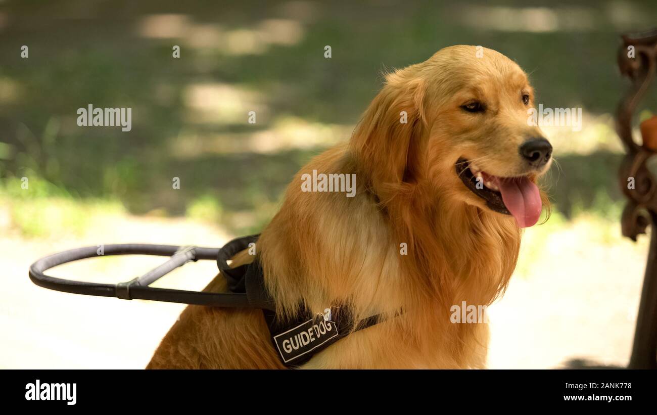 Süße golden retriever im Park sitzen, Blindenhund für sehbehinderte Menschen. Stockfoto