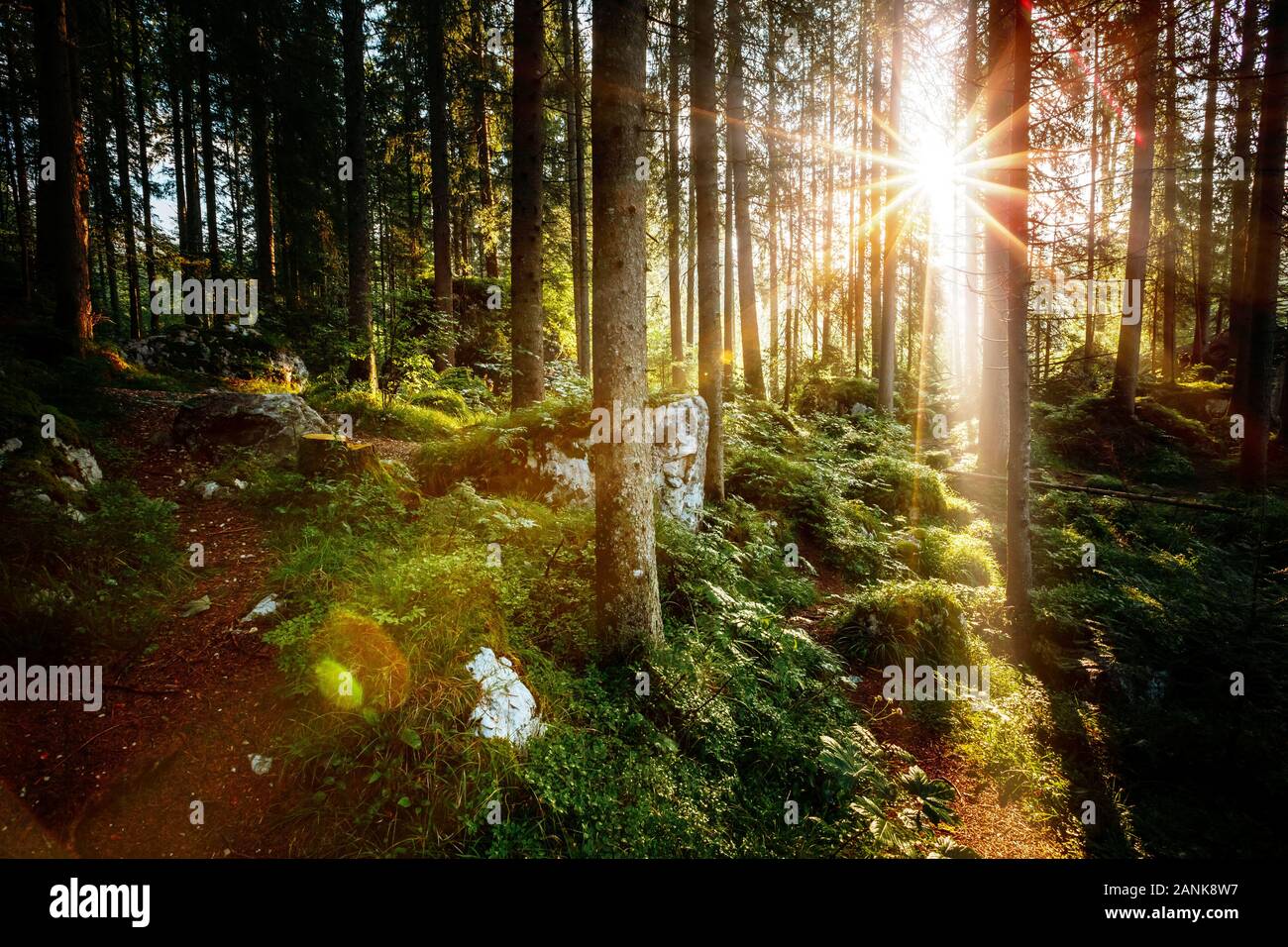 Magical Woods in der Morgensonne. Märchenwald im Herbst. Dramatische Szene und malerische Bild. Wundervolle natürliche Hintergrund. Standort Deutschland Stockfoto
