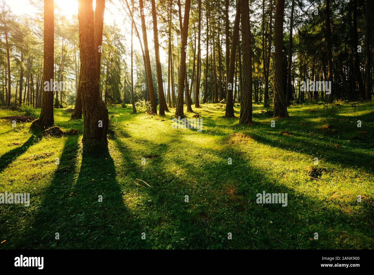 Magical Woods in der Morgensonne. Märchenwald im Frühling. Schönen Tag und schöne Szene. Wunderbares Bild. Outdoor Urlaub. Lage Italien al Stockfoto