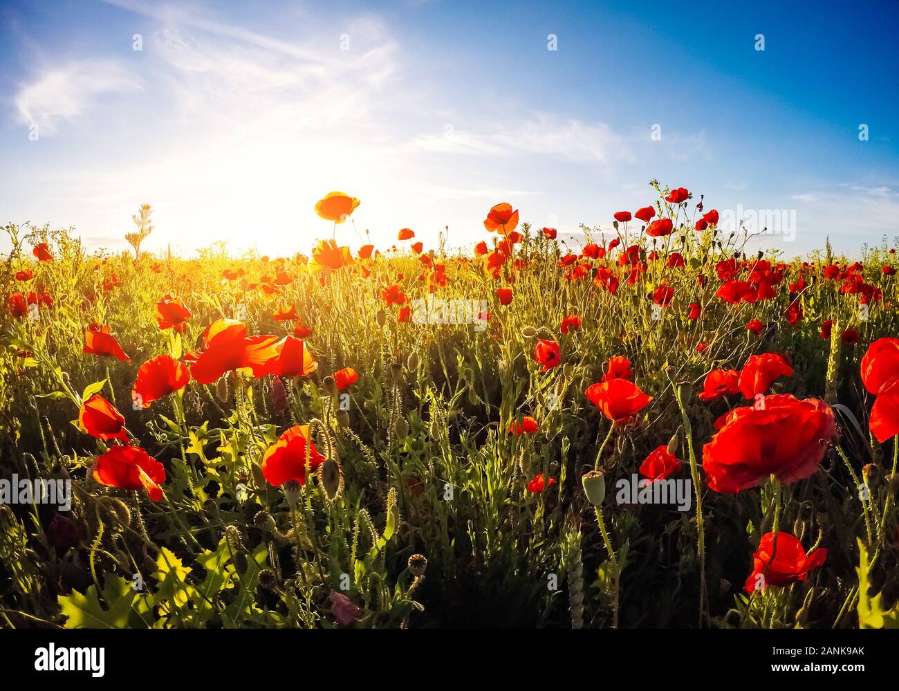 Blühende rote Mohnblumen auf dem Feld gegen die Sonne, blauer Himmel. Wilde Blumen im Frühling. Dramatische Tag und schöne Szene. Wunderbares Bild von Tapeten. Ex Stockfoto
