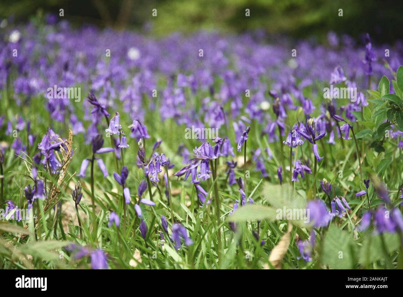 Ein Patch der englischen Common Bluebells (Hyacinthoides non-scripta) wächst vor dem Hintergrund der grünen Blätter und Gras Stockfoto