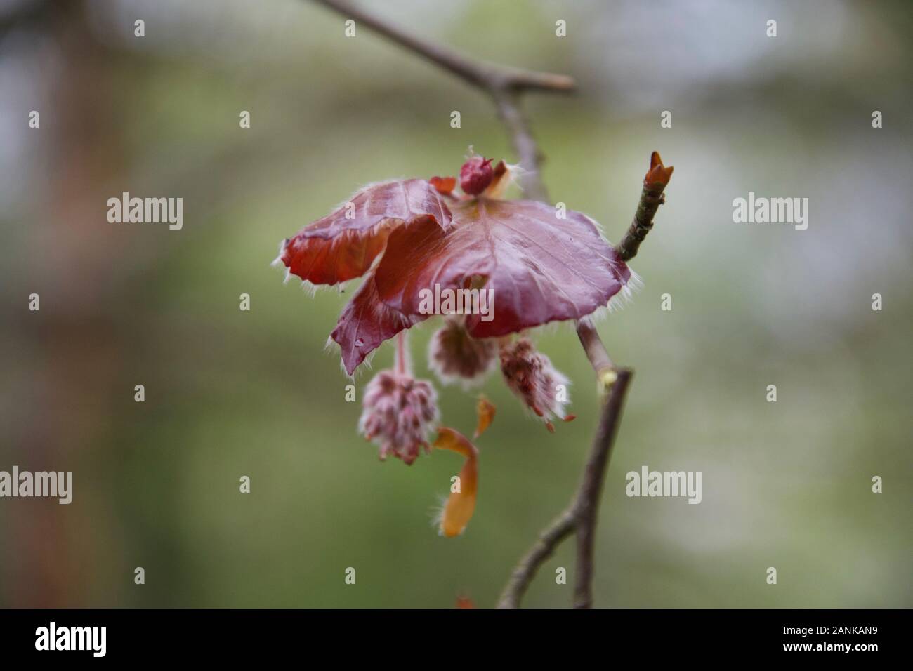 Der berühmte Rote/Braune Blätter auf einem Kupfer Buche (Fagus sylvatica f. purpurea). Junge, frische Wachstum - Blätter entfaltet von Knospen; weiche, behaart, Fell Stockfoto