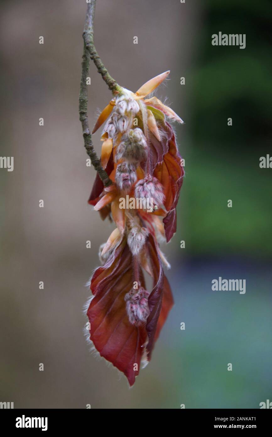 Der berühmte Rote/Braune Blätter auf einem Kupfer Buche (Fagus sylvatica f. purpurea). Junge, frische Wachstum - Blätter entfaltet von Knospen; weiche, behaart, Fell Stockfoto