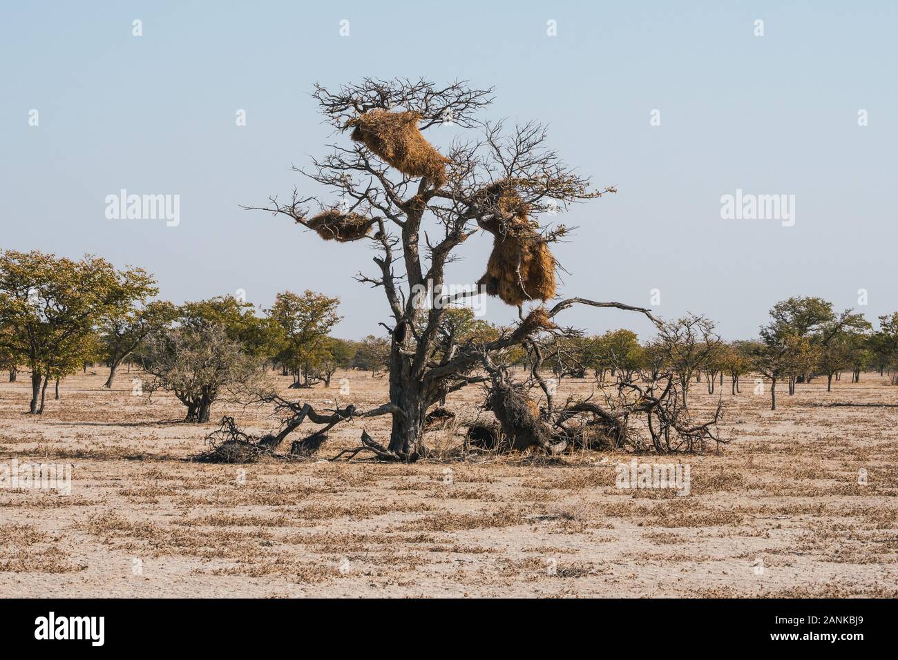 Nest einer sozialen Weaver Vogel auf einem Baum in einer afrikanischen Savanne Landschaft im Etosha National Park, Namibia, Afrika Stockfoto