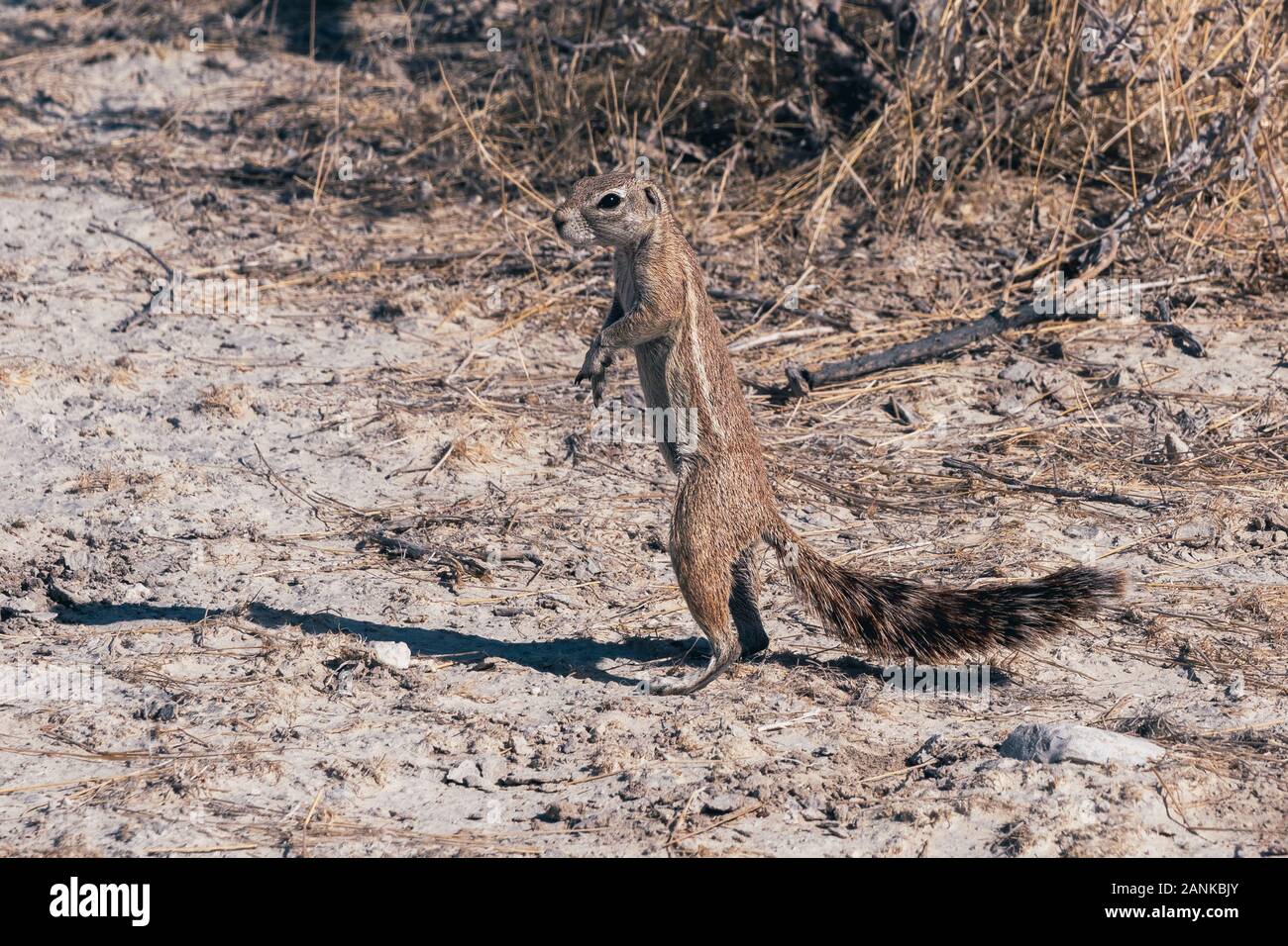 Kap Erdhörnchen in Etosha National Park, Namibia, Afrika, lateinischer Name Xerus inauris Stockfoto