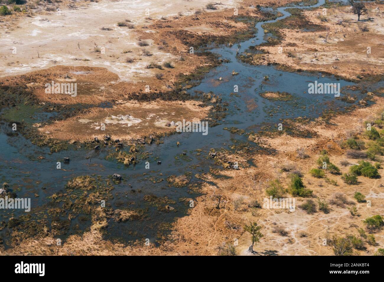 Okavango Delta Antenne mit Elefanten Herde weiden in einem Sumpf oder den Fluss, umgeben von dürren Land im Moremi Game Reserve, Botswana, Afrika Stockfoto