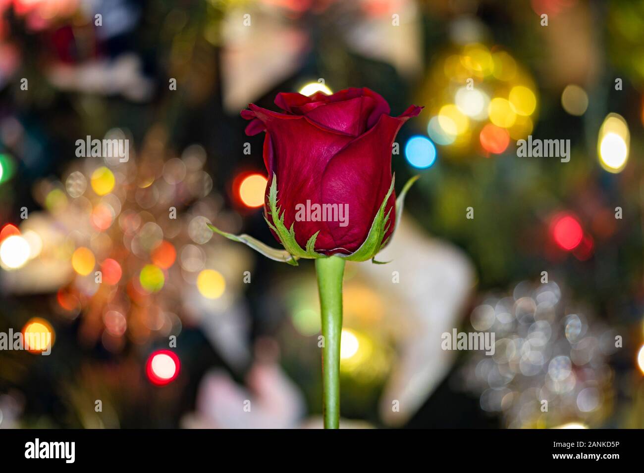 Rote Rose mit Bokeh Hintergrund Stockfoto