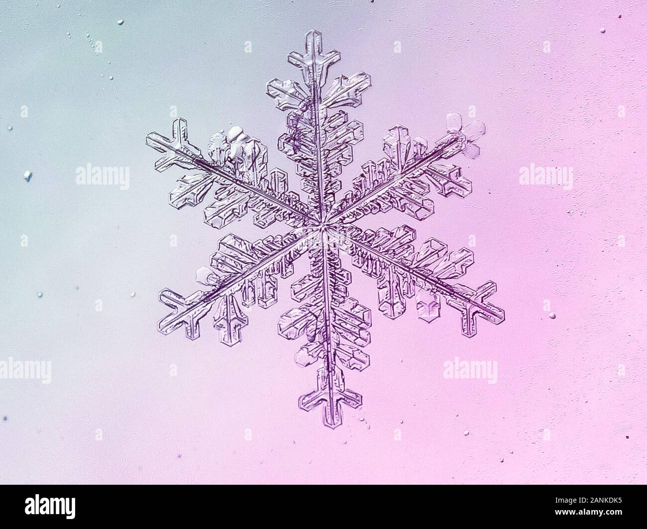 Makrofoto von echter Schneeflocke auf Gradientenhintergrund Stockfoto