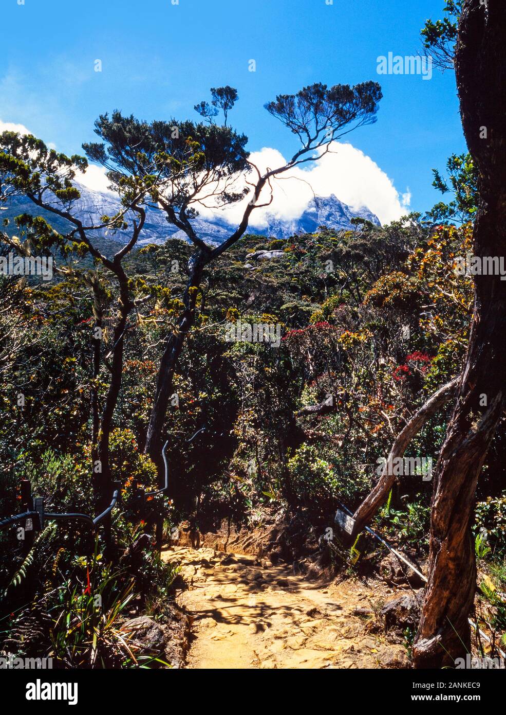 Mount Kinabalu Nationalpark, Sabah, Malaysia. Summit Trail, Blick auf die Gipfel im Hintergrund, trail Schritte im Vordergrund. Stockfoto