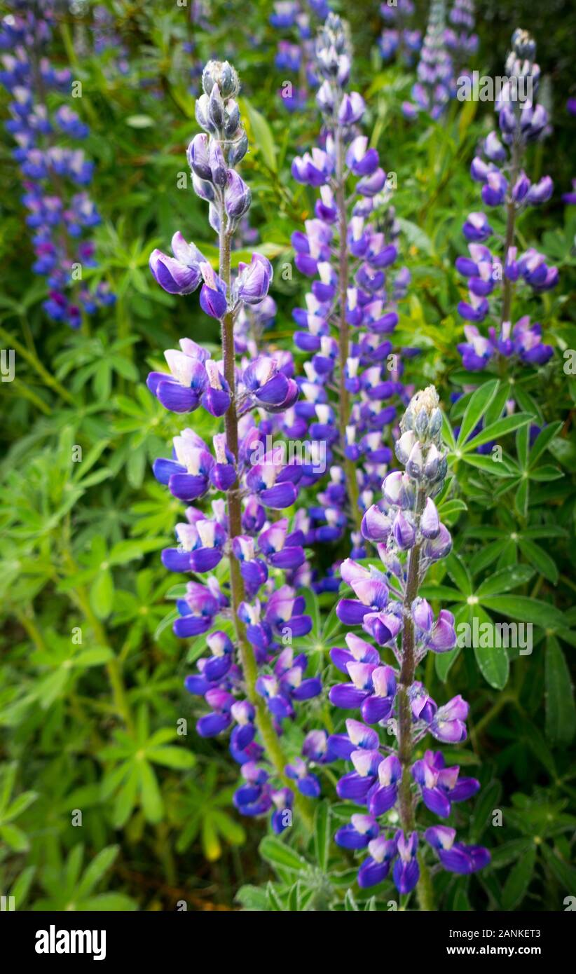 Nahaufnahme des schönen lila Lupin Blumen in voller Blüte und im Gegensatz zu grünen Blätter. Details von Blüten sichtbar, Tageslicht geschossen. Stockfoto